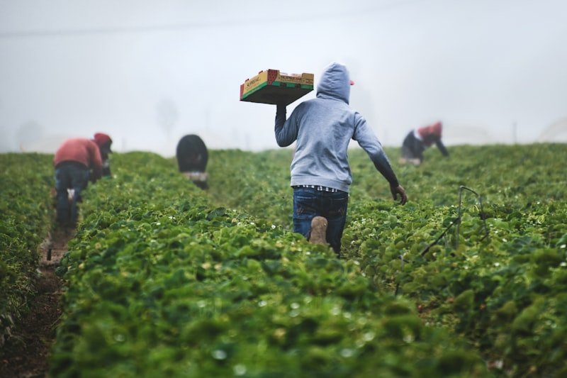 Organic farming