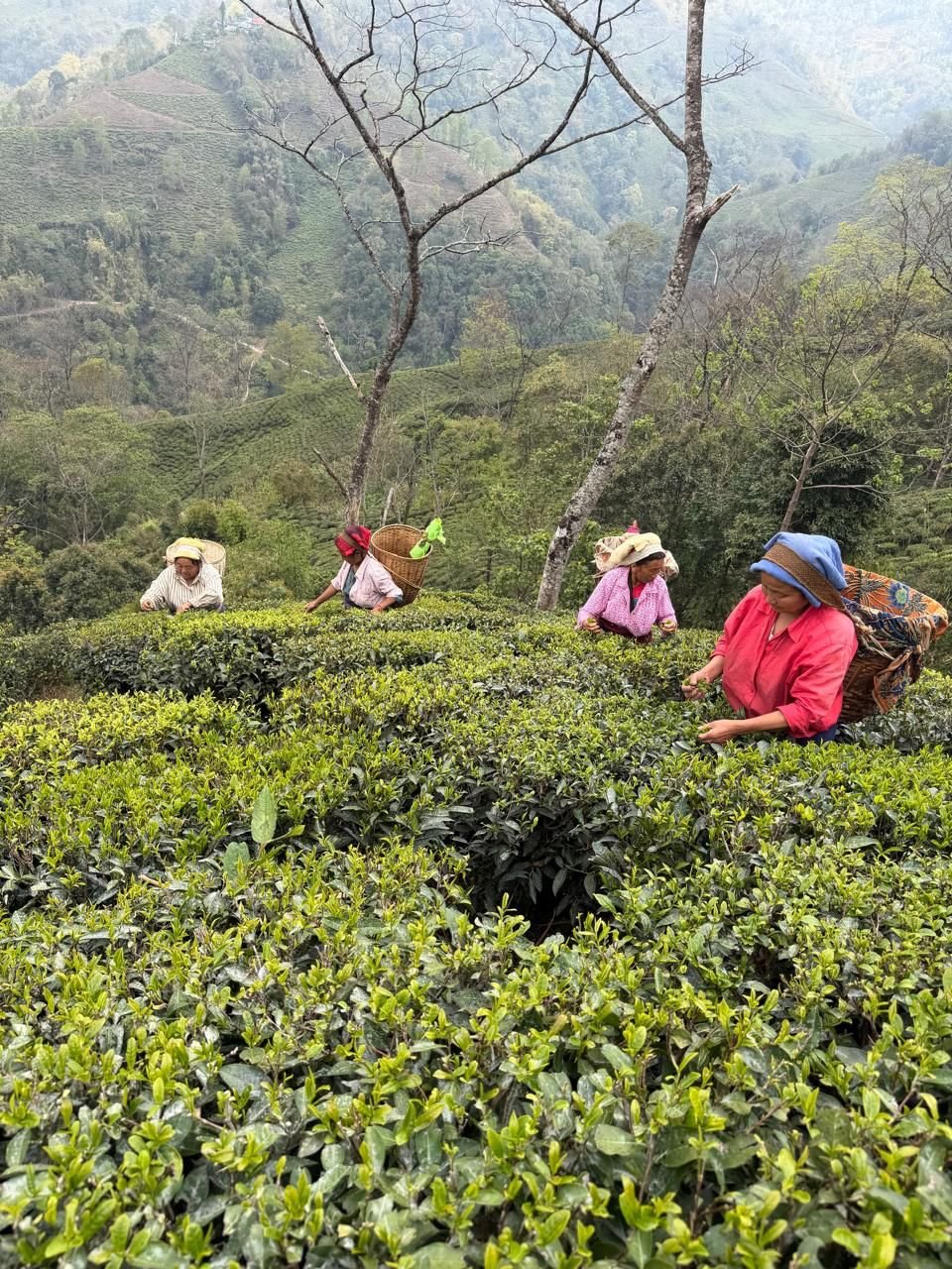 Organic Spices & Tea